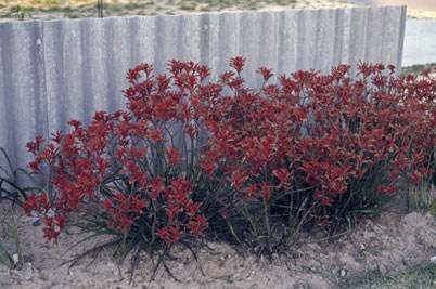 APII jpeg image of Anigozanthos preissii x flavidus  © contact APII