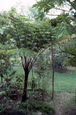 APII jpeg image of Cyathea cooperi  © contact APII