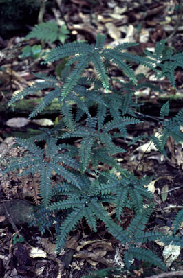 APII jpeg image of Adiantum hispidulum  © contact APII