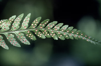 APII jpeg image of Lastreopsis acuminata  © contact APII