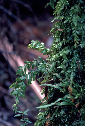 APII jpeg image of Tmesipteris obliqua  © contact APII