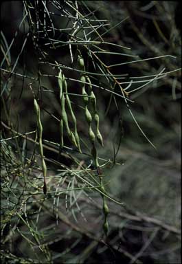 APII jpeg image of Acacia calamifolia  © contact APII