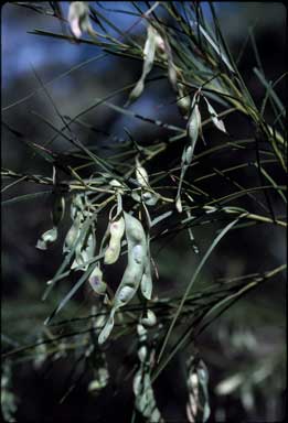 APII jpeg image of Acacia perangusta  © contact APII