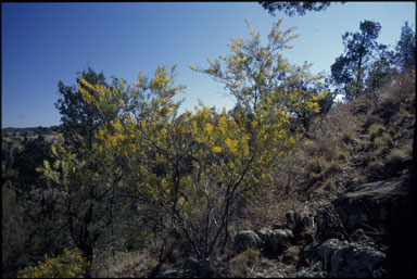 APII jpeg image of Acacia fimbriata  © contact APII