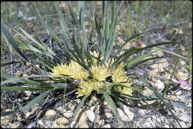 APII jpeg image of Conostylis serrulata  © contact APII