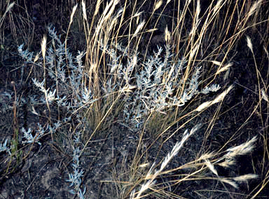 APII jpeg image of Atriplex leptocarpa  © contact APII