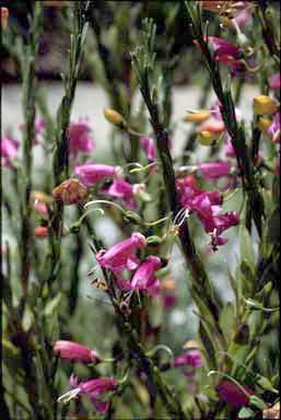 APII jpeg image of Eremophila racemosa  © contact APII