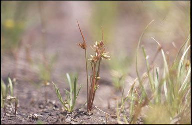 APII jpeg image of Juncus capitatus  © contact APII