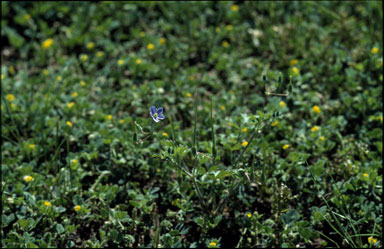 APII jpeg image of Erodium crinitum  © contact APII