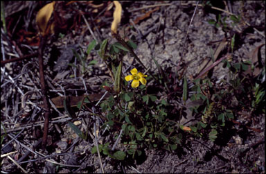 APII jpeg image of Oxalis perennans  © contact APII