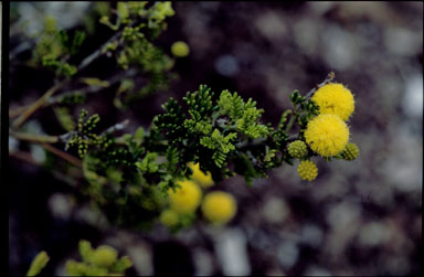 APII jpeg image of Acacia lasiocarpa var. lasiocarpa  © contact APII