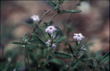 APII jpeg image of Brunoniella australis  © contact APII