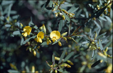 APII jpeg image of Pultenaea blakelyi  © contact APII