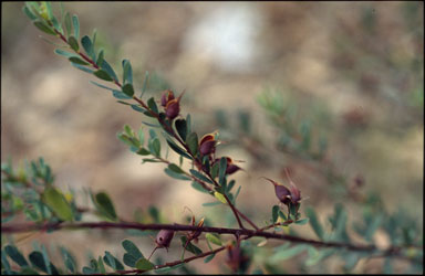 APII jpeg image of Pultenaea euchila  © contact APII