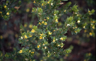 APII jpeg image of Pultenaea villifera  © contact APII