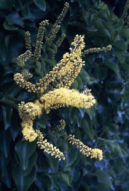 APII jpeg image of Barklya syringifolia  © contact APII