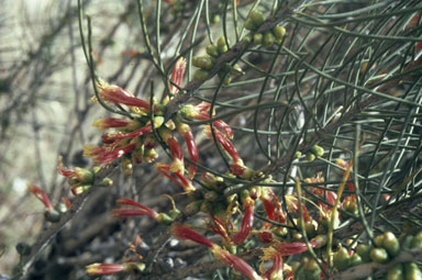 APII jpeg image of Calothamnus chrysantherus  © contact APII