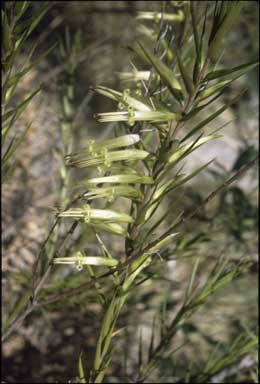 APII jpeg image of Styphelia longifolia  © contact APII