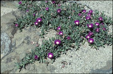 APII jpeg image of Carpobrotus rossii  © contact APII