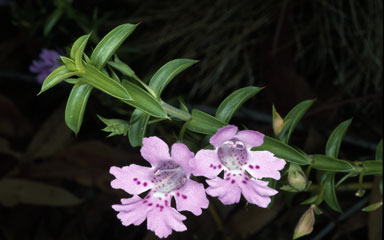 APII jpeg image of Hemiandra pungens  © contact APII