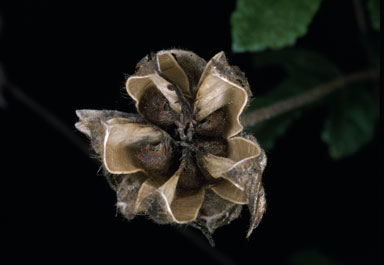 APII jpeg image of Hibiscus pedunculatus  © contact APII