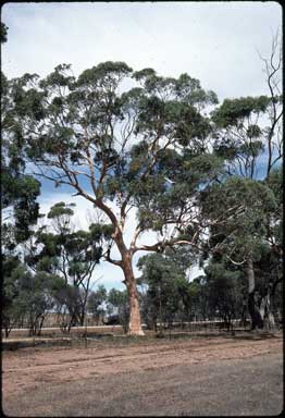 APII jpeg image of Eucalyptus wandoo subsp. pulverea  © contact APII