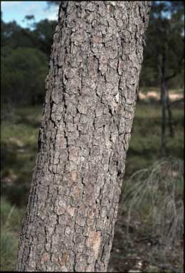 APII jpeg image of Corymbia lamprophylla  © contact APII