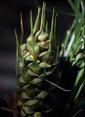 APII jpeg image of Macrozamia mountperriensis  © contact APII