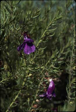 APII jpeg image of Eremophila macdonnellii  © contact APII