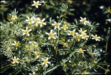 APII jpeg image of Ranunculus inundatus  © contact APII