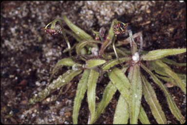 APII jpeg image of Drosera adelae  © contact APII