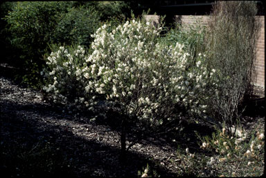 APII jpeg image of Melaleuca radula  © contact APII