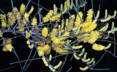 APII jpeg image of Acacia ephedroides  © contact APII