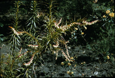 APII jpeg image of Dracophyllum secundum  © contact APII