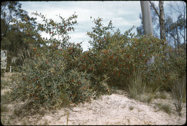 APII jpeg image of Grevillea aquifolium  © contact APII