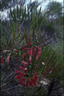 APII jpeg image of Calothamnus blepharospermus  © contact APII