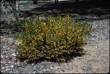 APII jpeg image of Acacia lateriticola  © contact APII