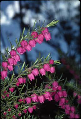 APII jpeg image of Boronia molloyae  © contact APII