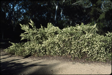 APII jpeg image of Grevillea biternata  © contact APII