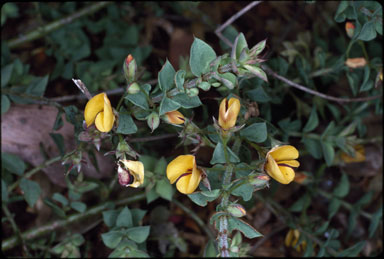 APII jpeg image of Pultenaea cunninghamii  © contact APII