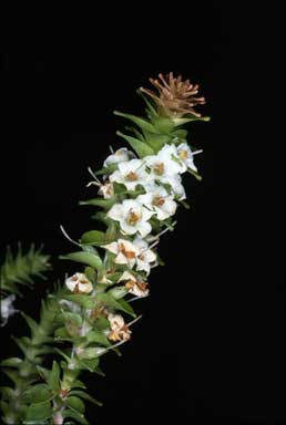 APII jpeg image of Epacris apiculata  © contact APII