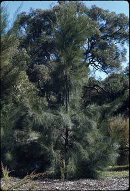 APII jpeg image of Casuarina cunninghamiana  © contact APII