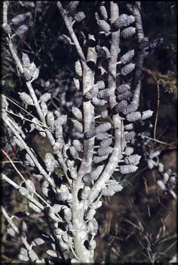 APII jpeg image of Casuarina distyla  © contact APII