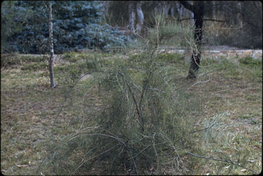 APII jpeg image of Allocasuarina paludosa  © contact APII