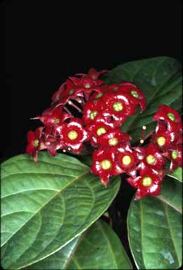 APII jpeg image of Clerodendrum longiflorum var. glabrum  © contact APII