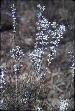 APII jpeg image of Conospermum brachyphyllum  © contact APII