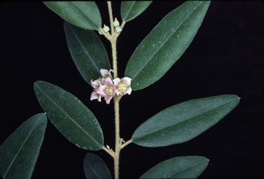 APII jpeg image of Boronia lanceolata  © contact APII