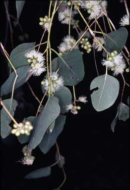 APII jpeg image of Eucalyptus alba  © contact APII