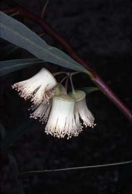 APII jpeg image of Eucalyptus synandra  © contact APII