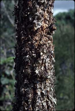 APII jpeg image of Eucalyptus phoenicea  © contact APII